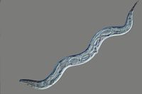 C. elegans untreated DIC 250x